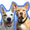 Norman and Sasha