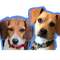 Dash and Cali