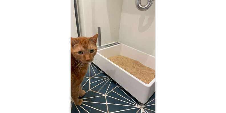 Cove Modern Litter Box – tuft + paw