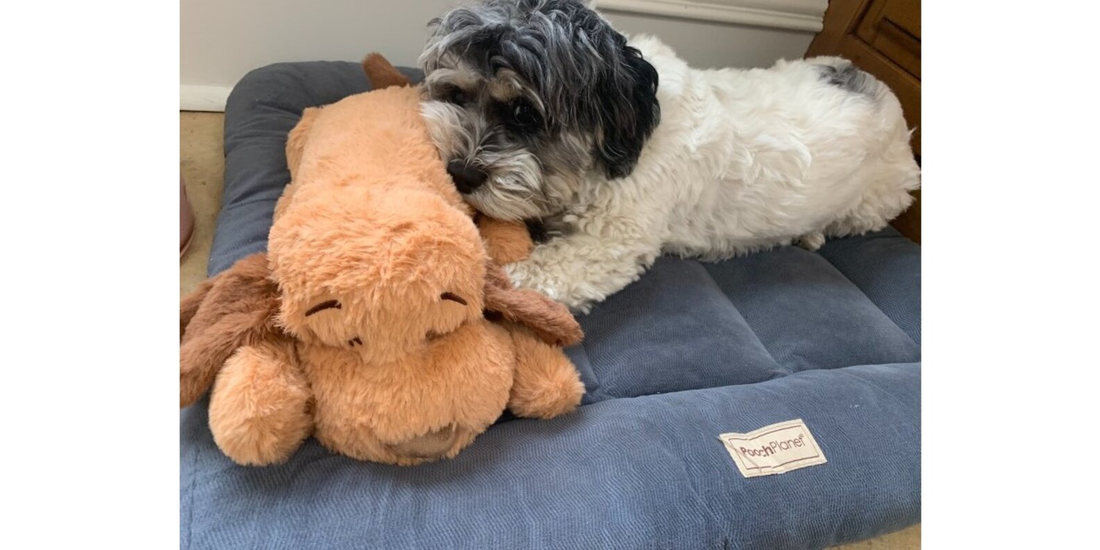 Snuggle Puppy Reviews Paw of Approval The Dodo