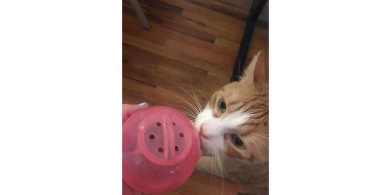 PetSafe SlimCat Meal-Dispensing Cat Toy, Great for Food or Treats