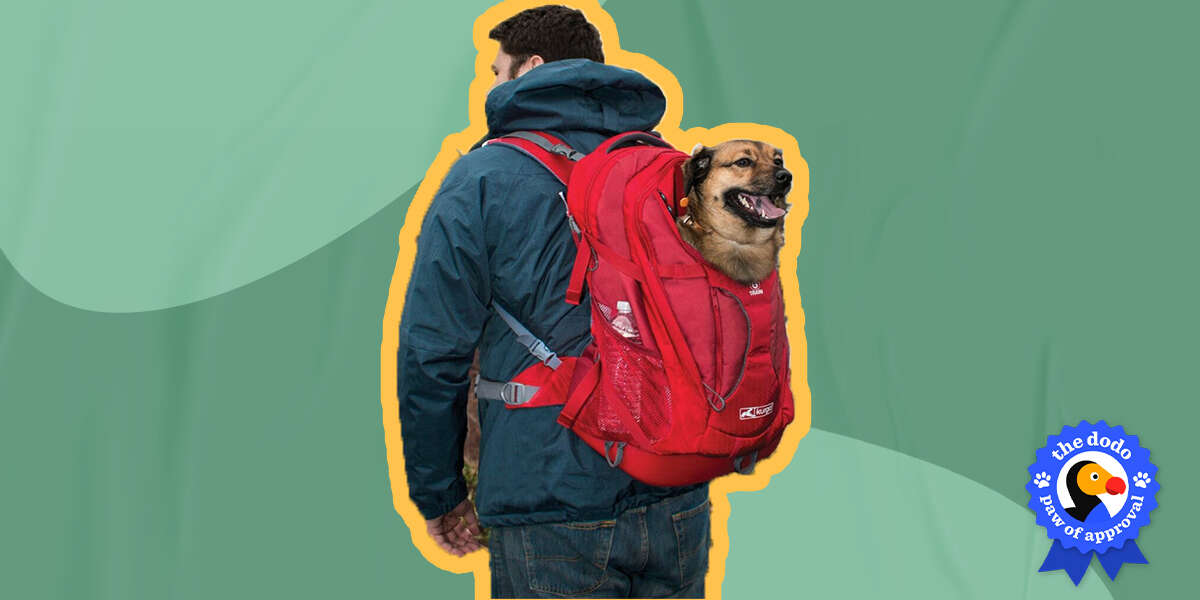 Kurgo GTrain Dog Carrier Backpack Review Paw of Approval The Dodo