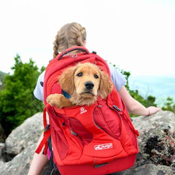 how do you backpack with a dog