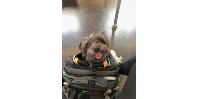 Kurgo dog outlet carrier