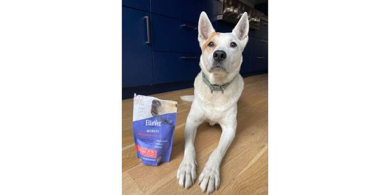 ElleVet Sciences Mobility CBD Dog Chews Reviews Paw of Approval The Dodo