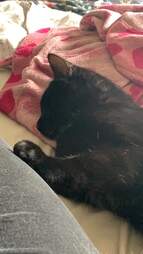 cute cat