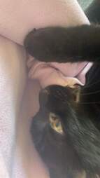 cute cat