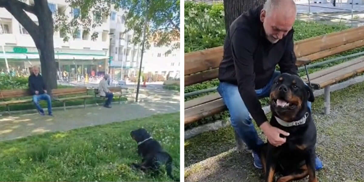 Sweet Rottweiler Comforts Stranger In Park Who Recently Lost His Dog - The  Dodo