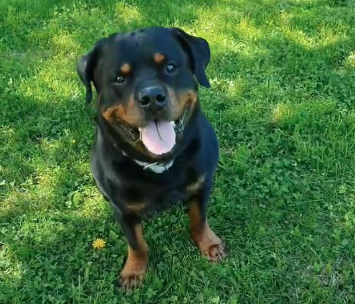 Sweet Rottweiler Comforts Stranger In Park Who Recently Lost His