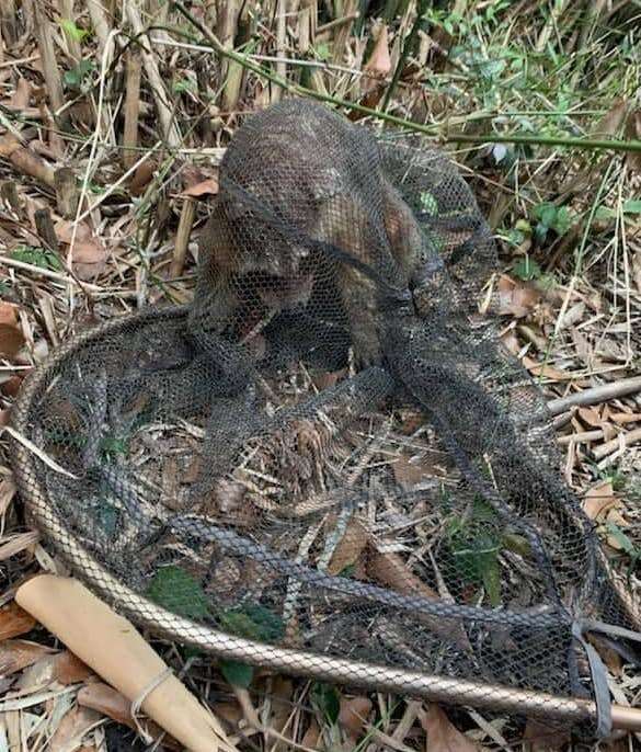 Rescuers Find A Mysterious-Looking Wild Animal In Need Of Help - The Dodo