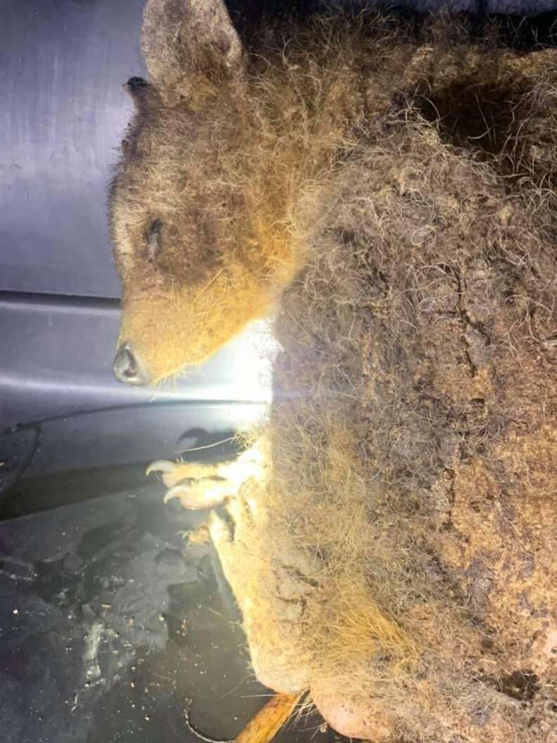 Rescuers Find A Mysterious-Looking Wild Animal In Need Of Help - The Dodo