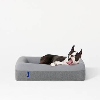 Casper dog best sale beds reviews