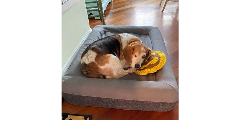 Dog in Casper dog bed