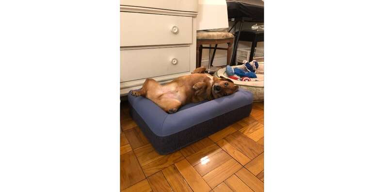 Casper dog bed the bay best sale