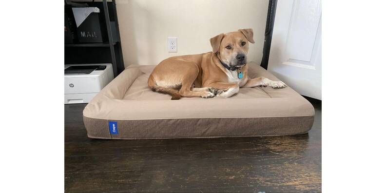 casper dog bed review