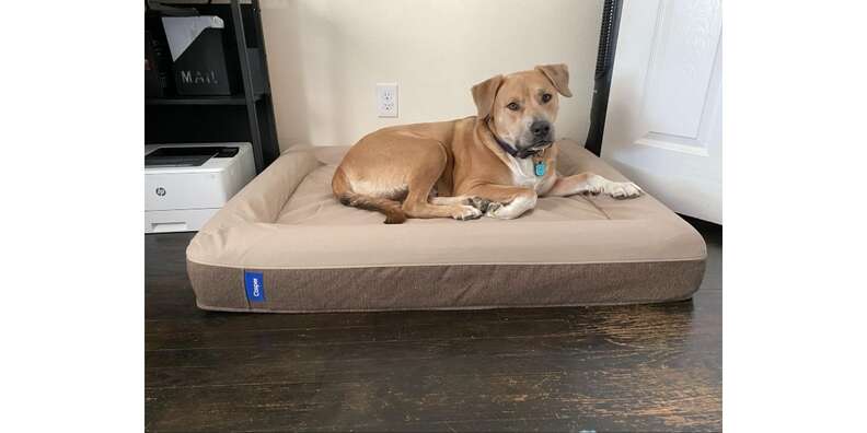 Casper Dog Bed Review Paw of Approval The Dodo