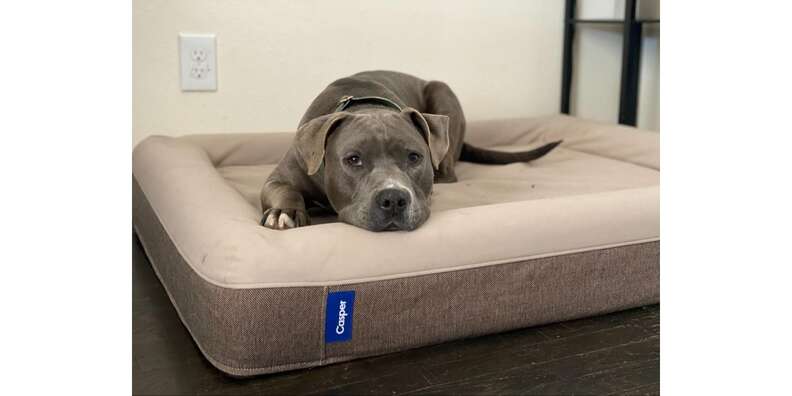 Dog in Casper bed