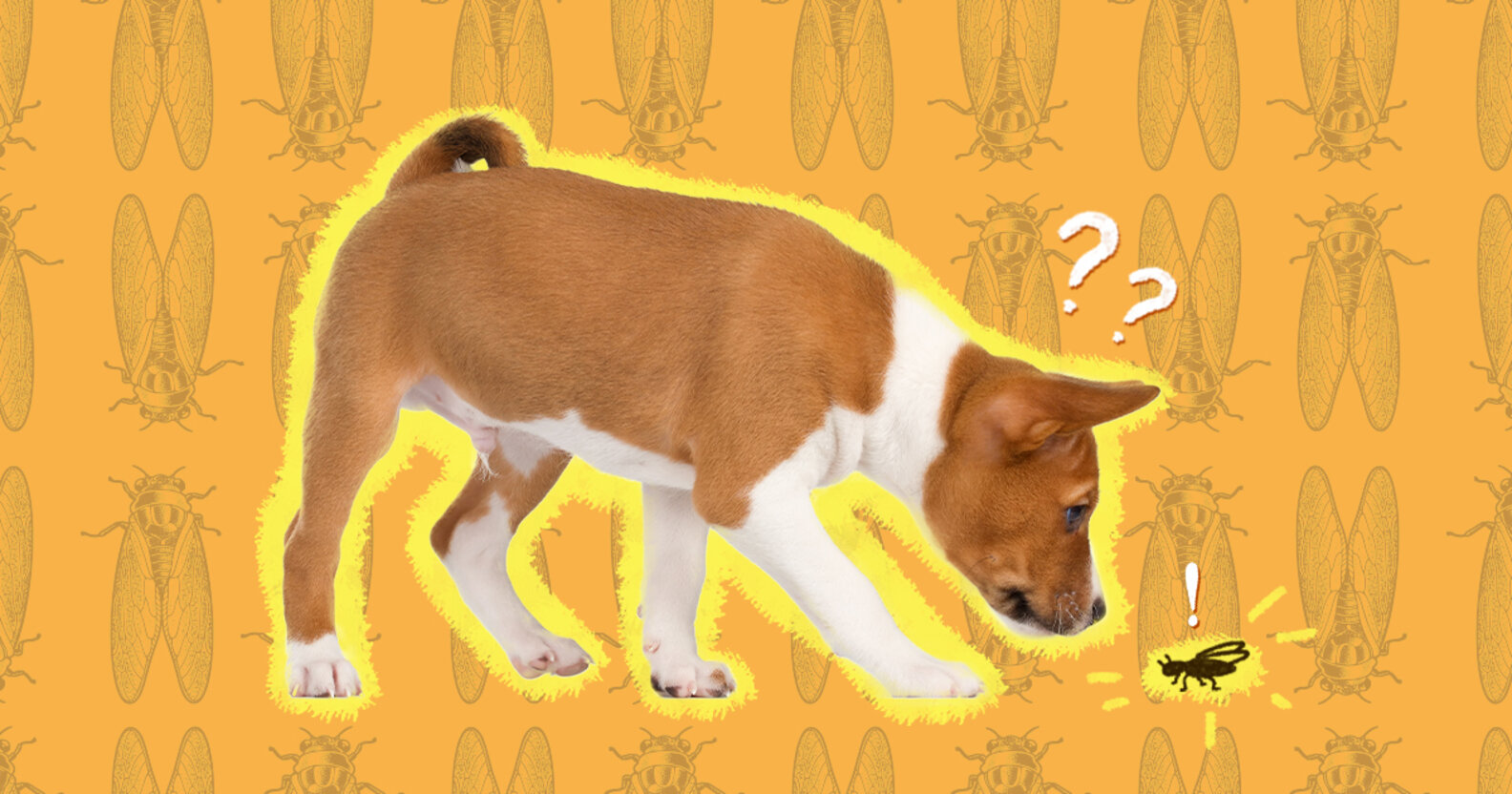 Can Dogs Eat Cicadas? DodoWell The Dodo