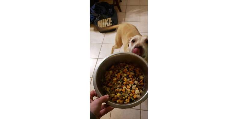 Nom Nom Dog Food Review: Taste Test 