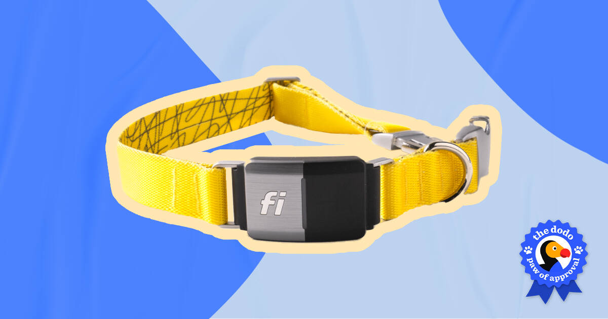 Cairo  Fi Smart Dog Collar