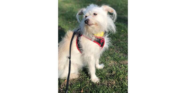 Fi dog collar sales reviews