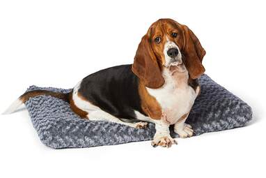 Plush Dog Bed