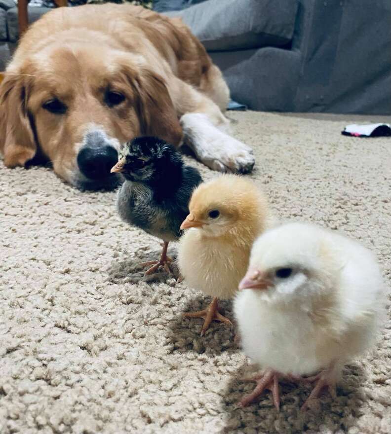 Golden retriever and chickens best sale