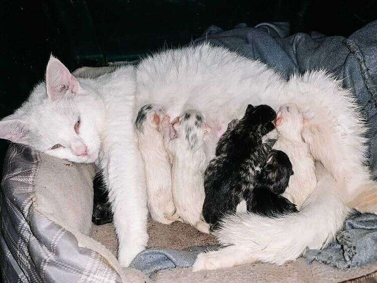mom cat and kittens
