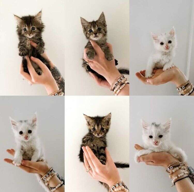 kittens