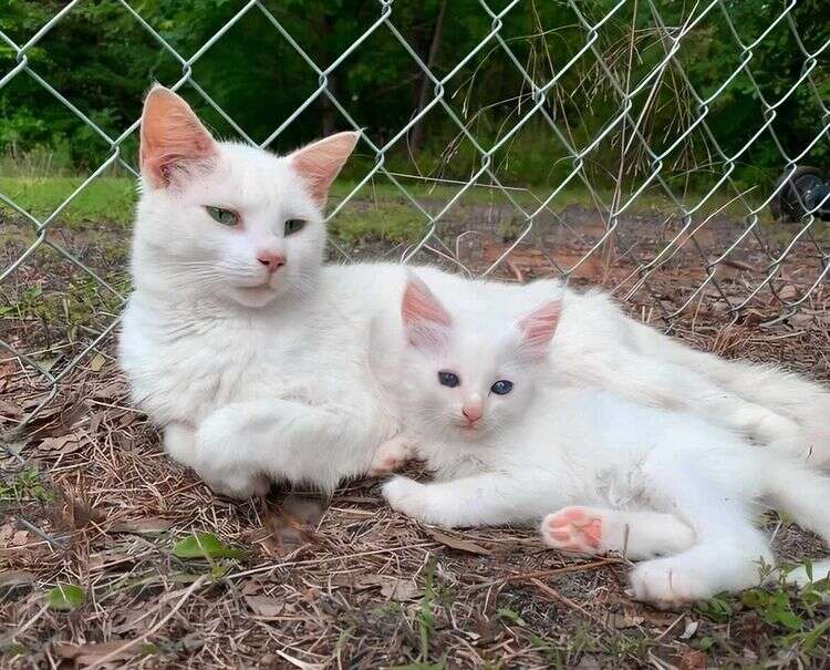 cat and kitten