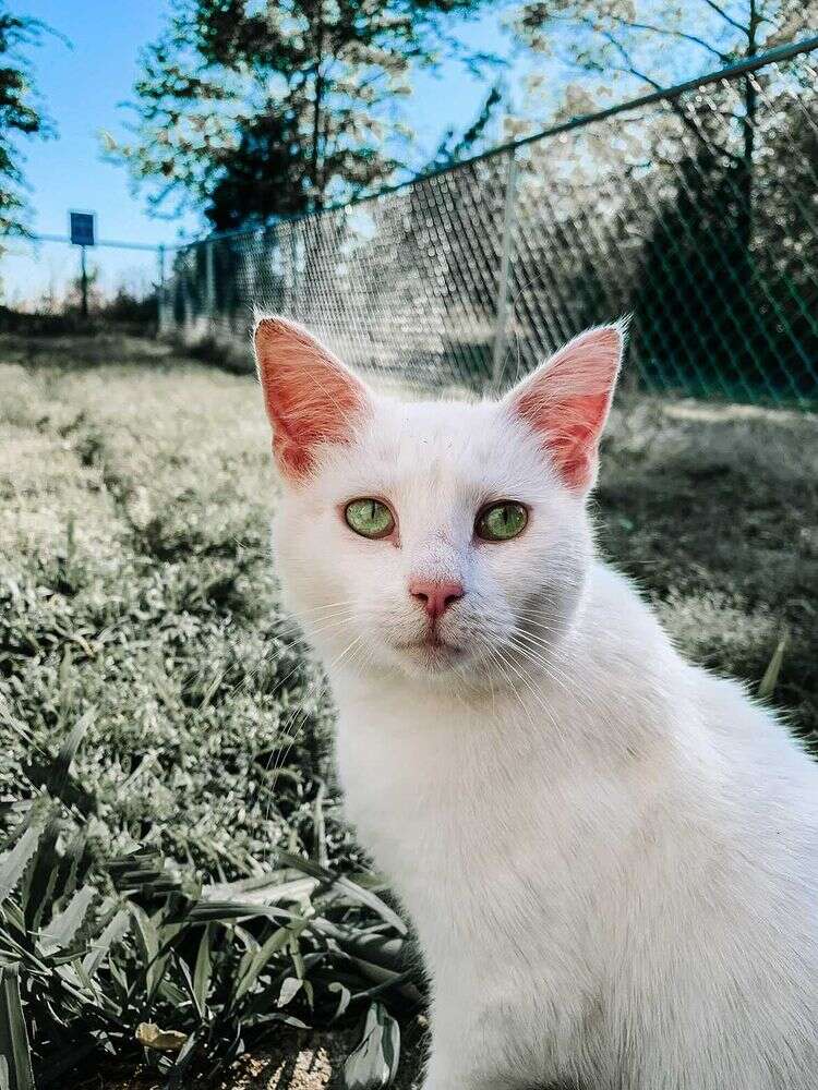 pregnant cat