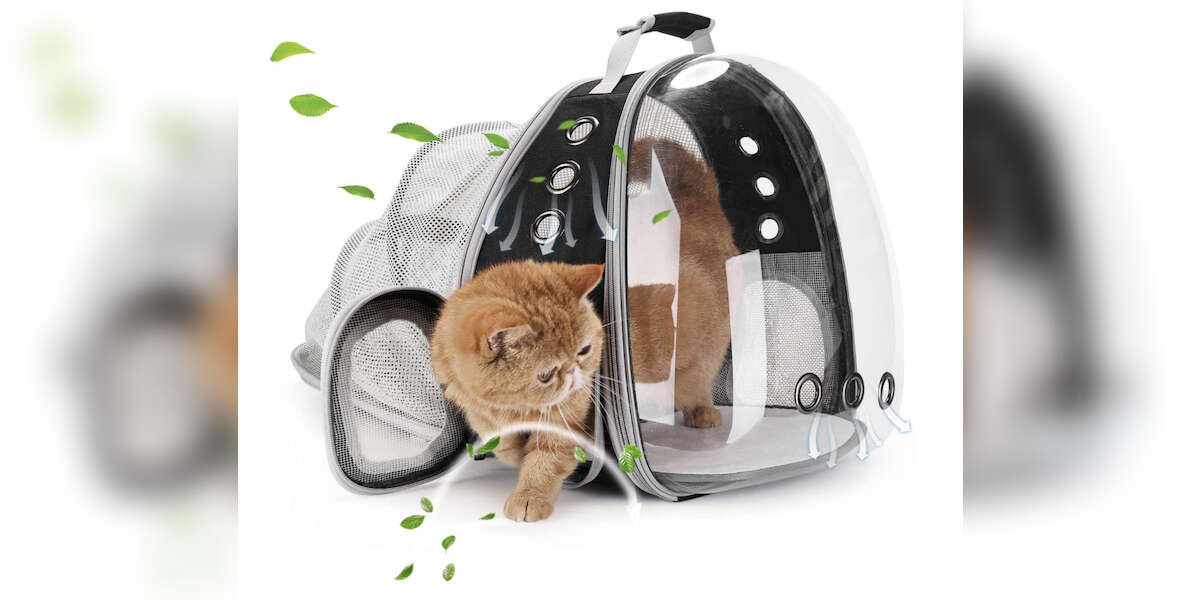 The Best Cat Accessories On Amazon In 2021 DodoWell The Dodo