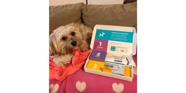 Dog with DNA test kit