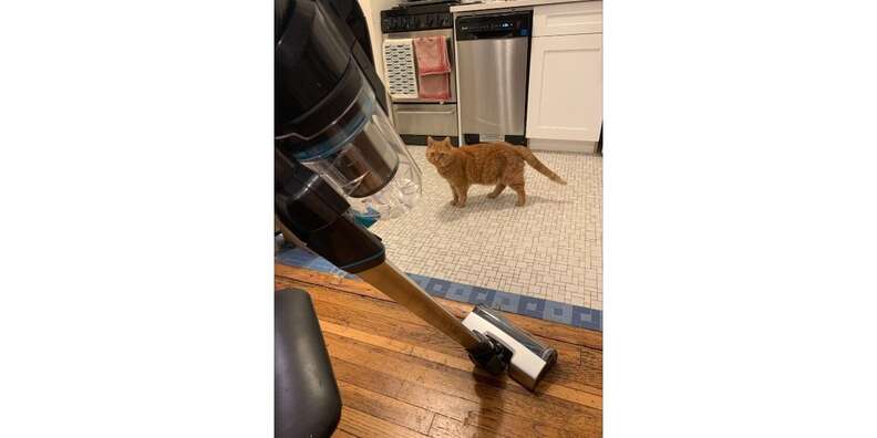 cat looking at vacuum