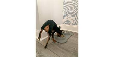 Dog eating Pet Plate food
