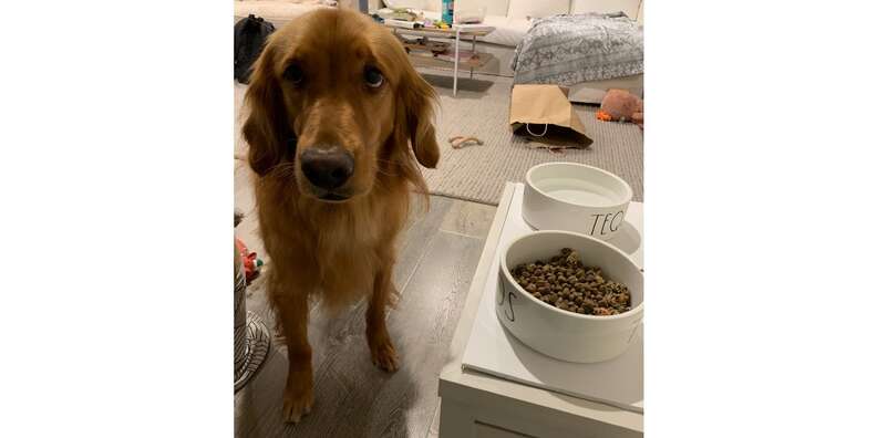 Dog begging for Pet Plate food