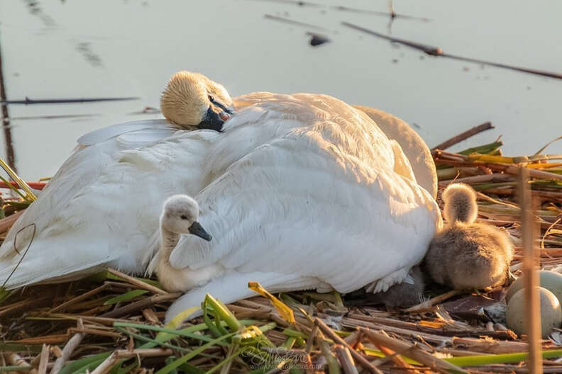 Swan dad snuggles his babies