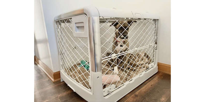 Diggs Revol Dog Crate Review Paw of Approval The Dodo