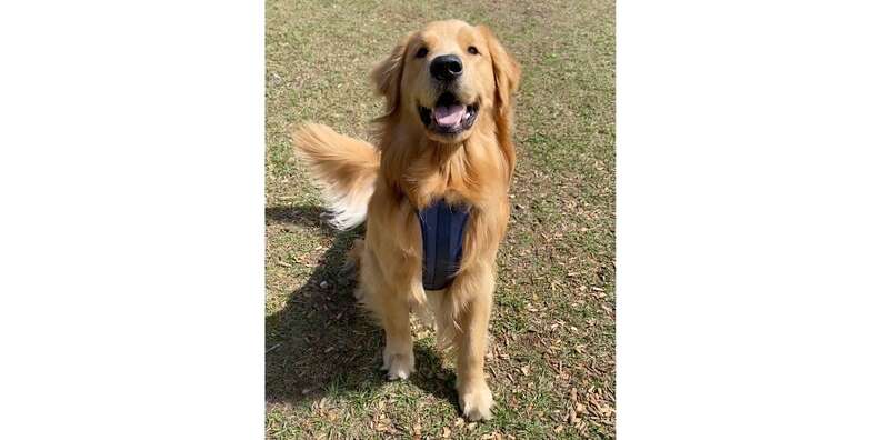 Wild one harness review best sale