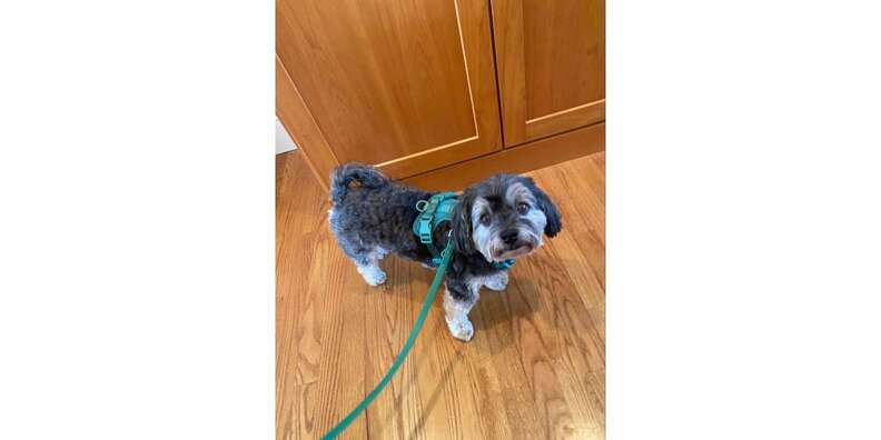 Wild one dog harness deals