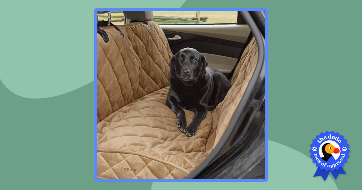Orvis on sale dog hammock