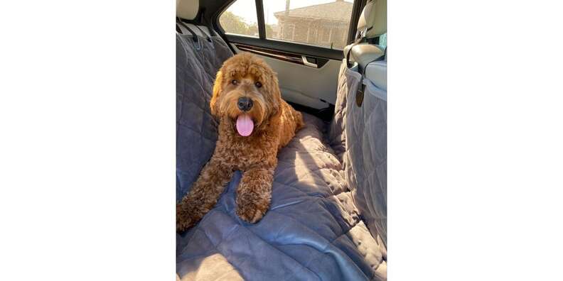 Grip-Tight Microfiber Dog Backseat Protector