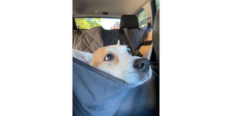 Grip-Tight Microfiber Dog Backseat Protector