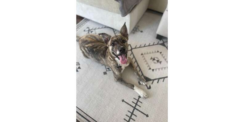 Ruggable Rugs Reviews Paw Of Approval, Are Ruggable Rugs Toxic To Dogs