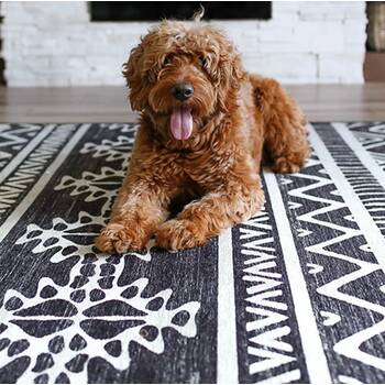 Should Dogs be Allowed on Rugs at Home?