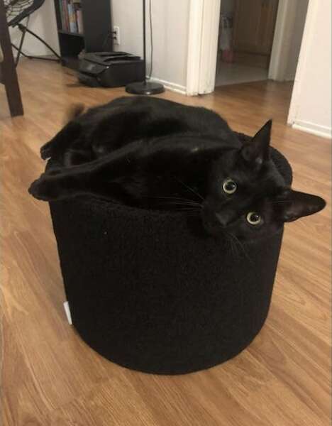 Cat in a Kip Cushion