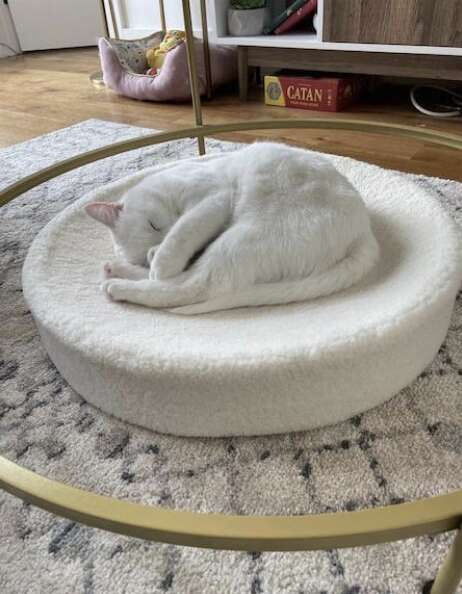 How To Get Your Cat To Use Their Bed – tuft + paw