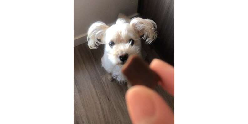 dog waiting for Finn Multivitamin in woman's hand