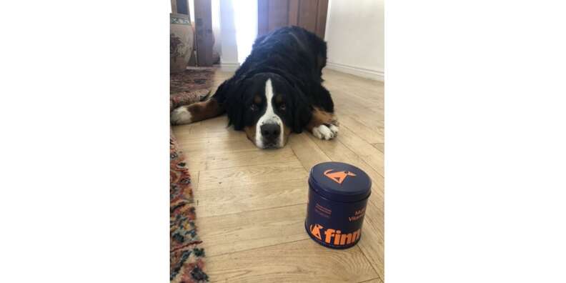 dog lying and staring longingly at can of Finn Multivitamin