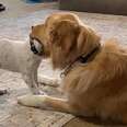 Golden Retriever Knows Exactly How To Keep His Little Brother In Line